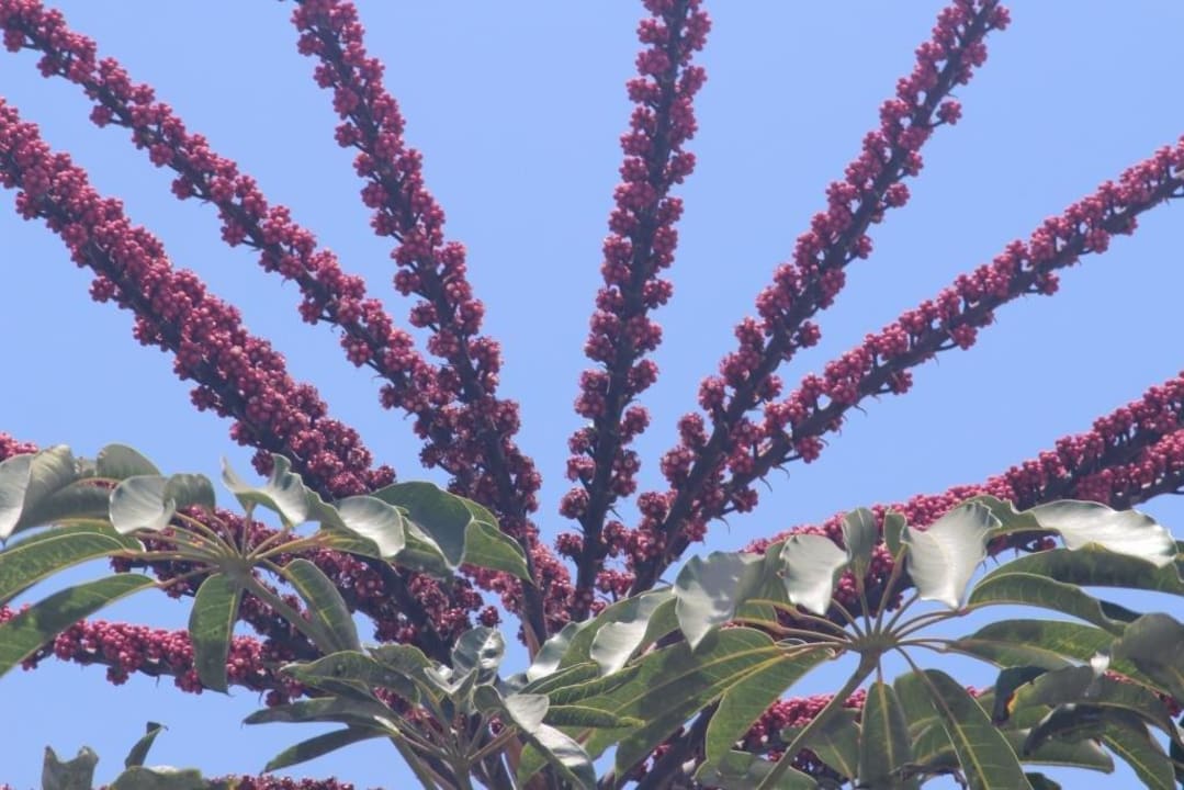 Einheimische Blumen / Pflanzen Playa Olid Suites & Apartments