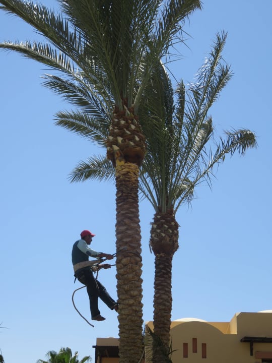 Es gibt viele fleißige Helfer Steigenberger Coraya Beach - Adults only