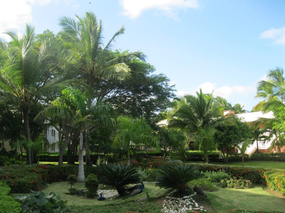 Garten Grand Sirenis Punta Cana Resort & Aquagames