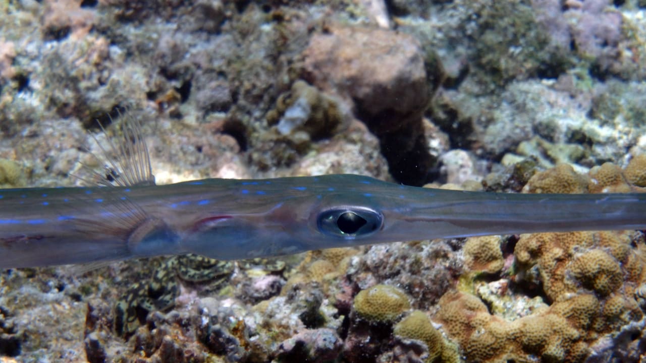 Unter dem Meer Kuramathi Maldives