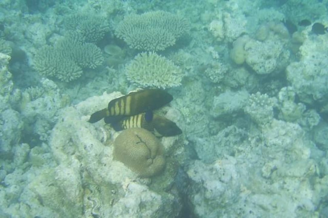 Riff Eri Maldives