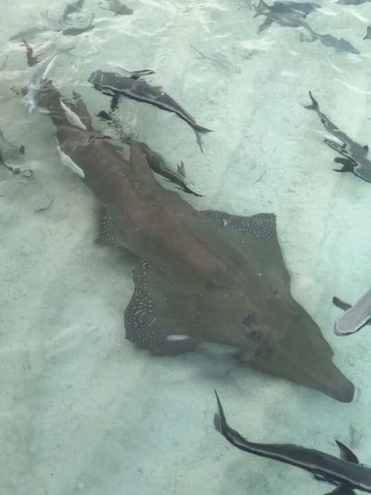 Sonstiges NH Collection Maldives Reethi Resort