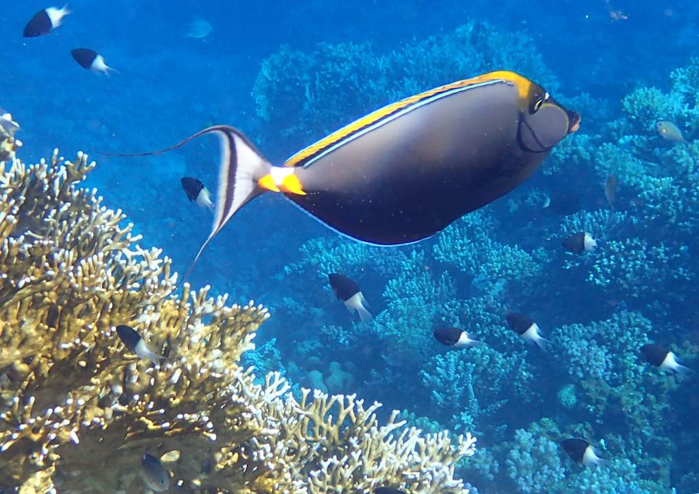 Strand Serenity Alpha Beach