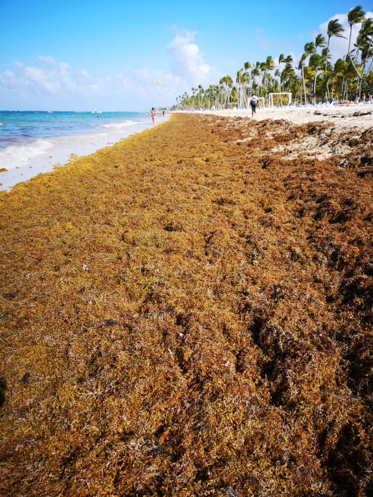 Strand Hotel Riu Bambu