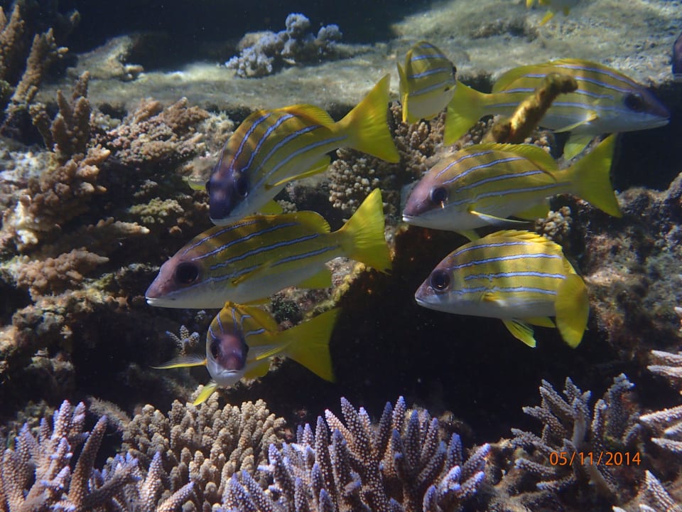 Blaustreifen-Schnapper ananea Diamonds Athuruga