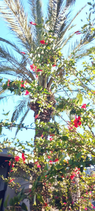 Außenansicht Seaden Sea Planet Resort & Spa