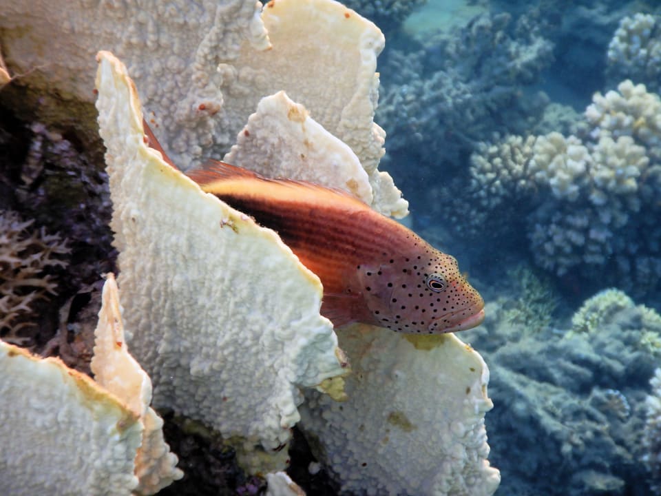 Sport & Freizeit Shams Alam Beach Resort