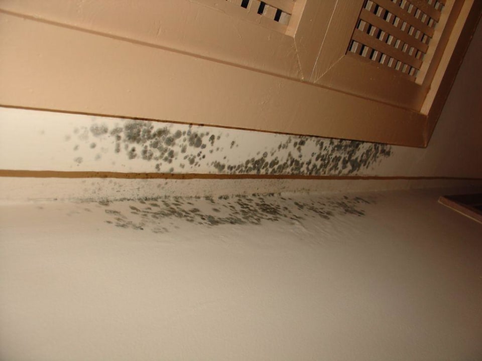 Achtung Schimmel! Hotel African Queen