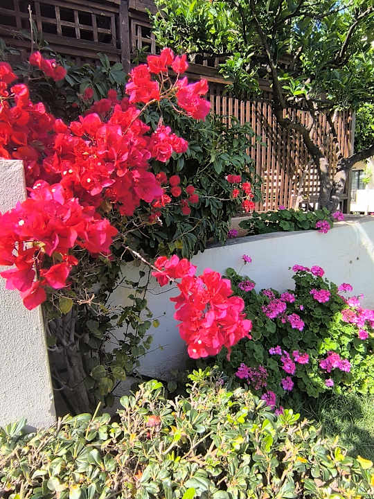 Gartenanlage allsun Hotel Malia Beach