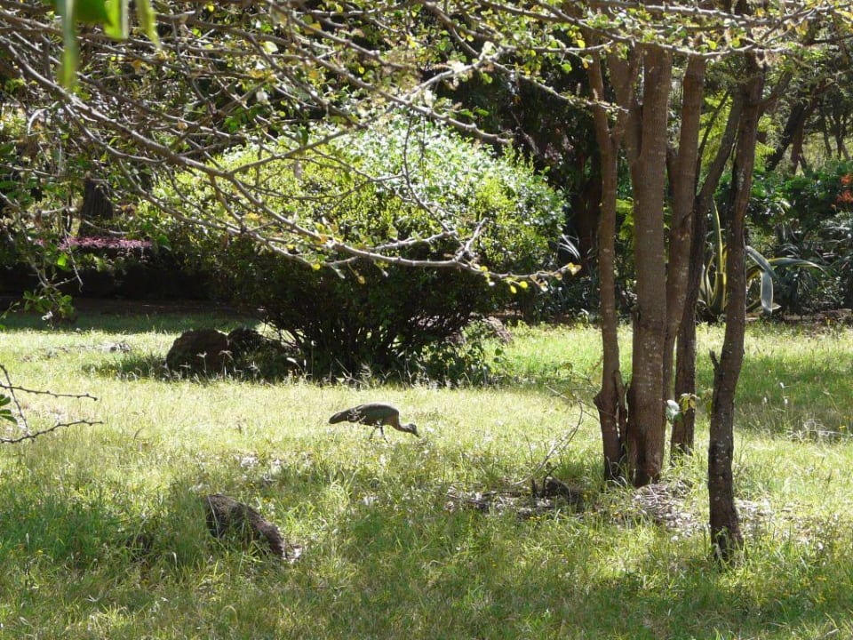 Spacerujący ibis Hotel Amboseli Sopa Lodge