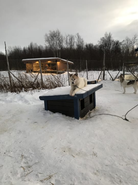 Sport & Freizeit Wild Caribou Dome