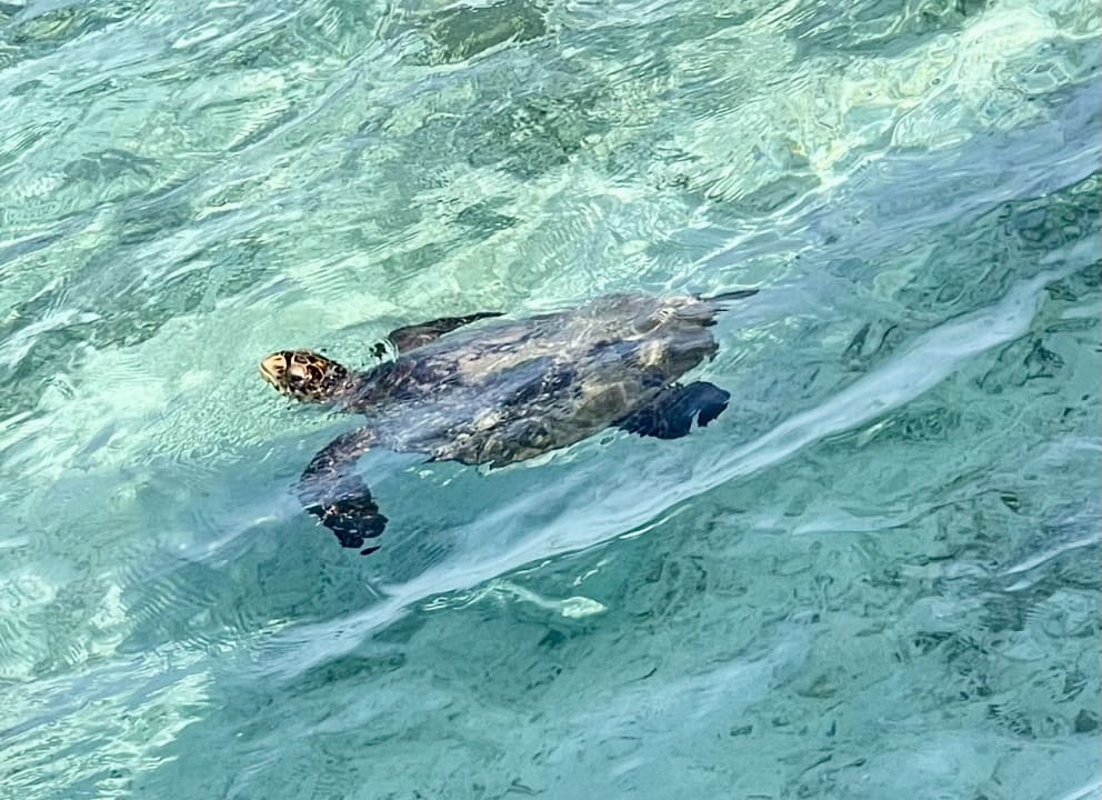 Sonstiges Summer Island Maldives