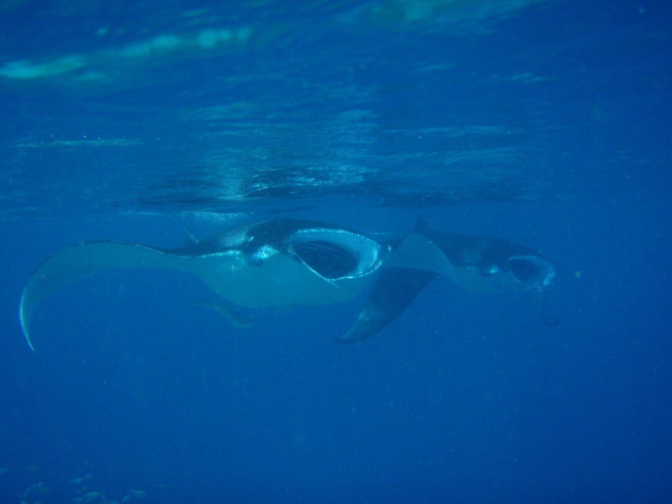 Manta Manta 2 Vilamendhoo Island Resort & Spa