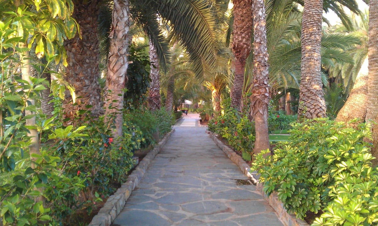 Ein Teil des rießigen Palmengartens Hotel Riu Palace Oasis