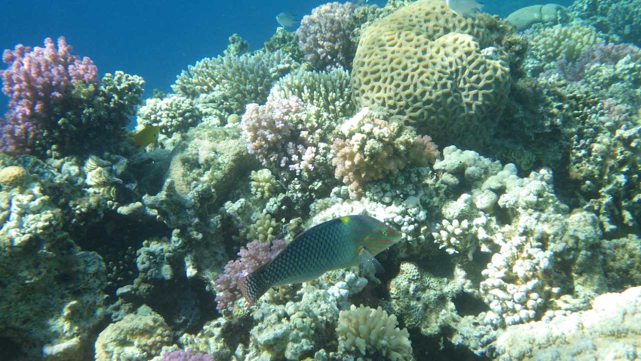 Sonstiges Siva Golden Bay Makadi