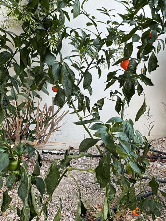 Gartenanlage SENTIDO Port Royal Villas & Spa