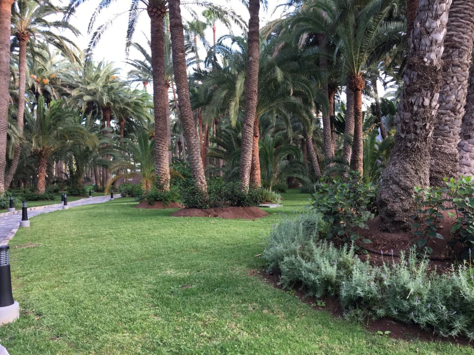 Gartenanlage Hotel Riu Palace Oasis