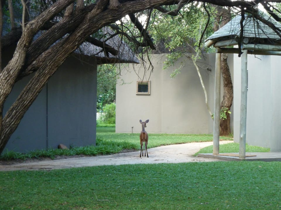Besuch im Camp Sabi Sabi Bush Lodge