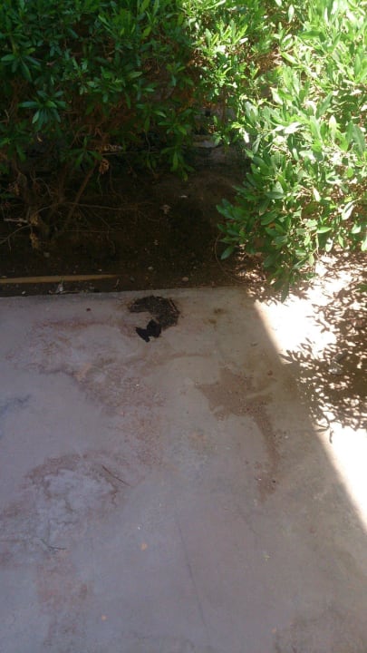 Hier hat einer hingemacht Stella Beach Resort & Spa Makadi Bay