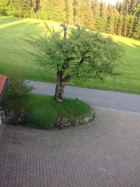 Apfelbaum Ferienhof Weh