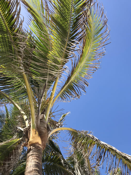 Strand Viva Maya by Wyndham - All Inclusive Resort