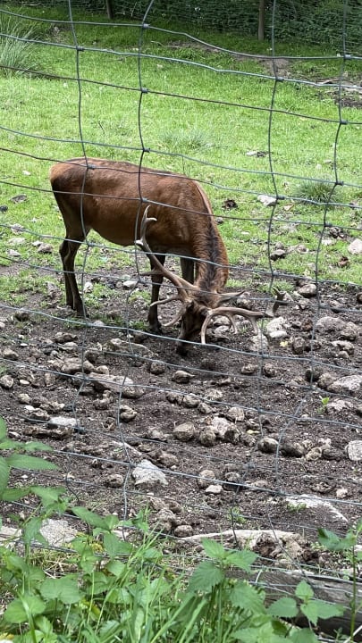 Gartenanlage Wellnesshotel Forsthaus Auerhahn