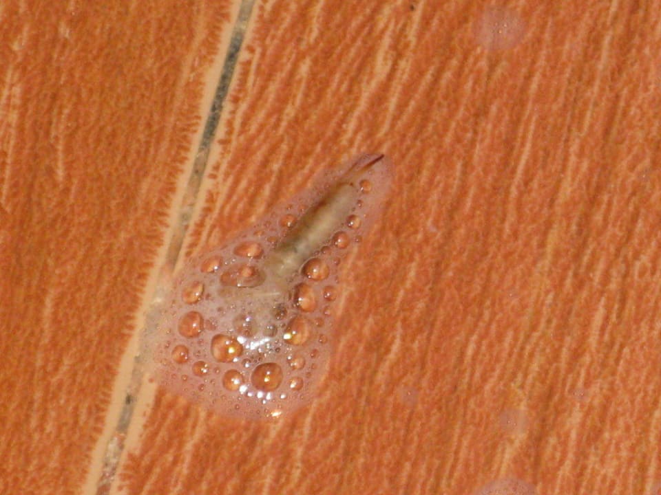 Ungeziefer in der Dusche All Senses Nautica Blue Exclusive Resort & Spa