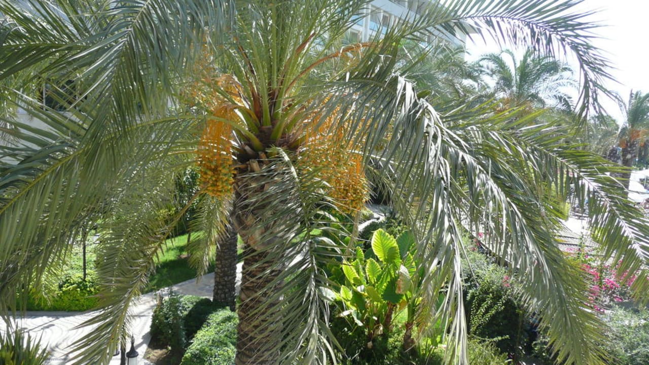 Dattelpalmen bis zum Abwinken Sunis Kumköy Beach Resort Hotel & Spa