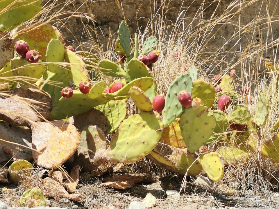 Gartenanlage Hotel Kalithea Horizon Royal