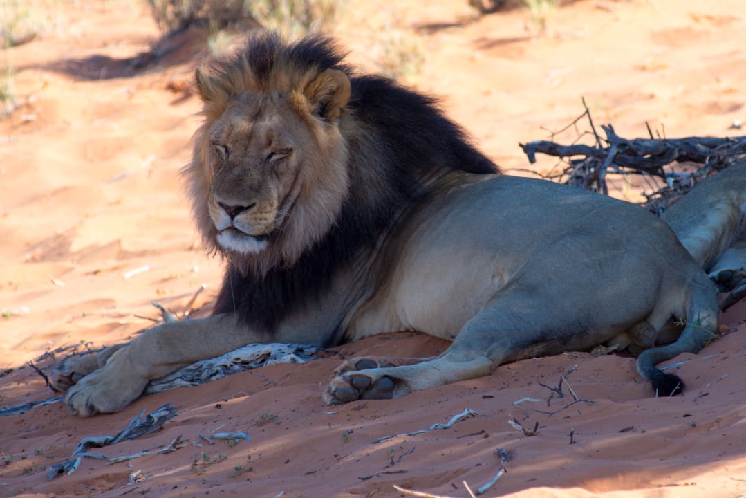 Sonstiges Kalahari Game Lodge