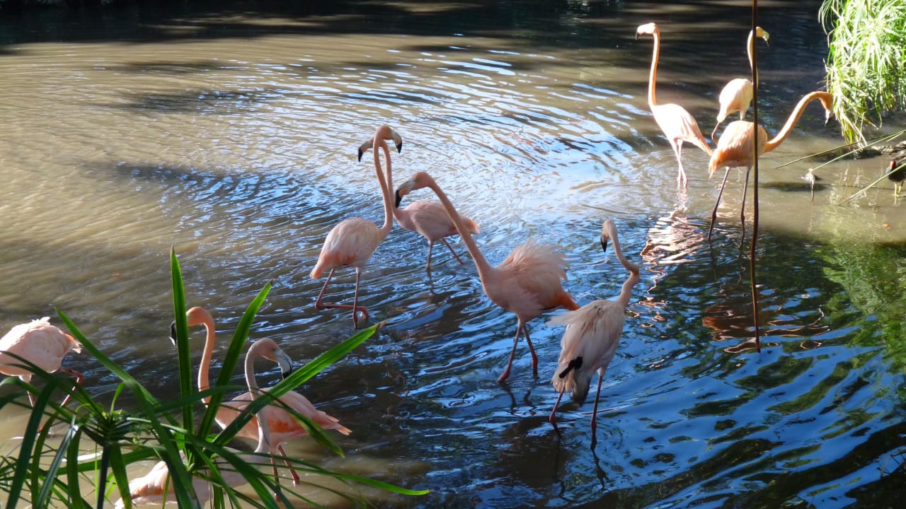 Sonstiges Hotel Viva Dominicus Beach by Wyndham - All Inclusive Resort