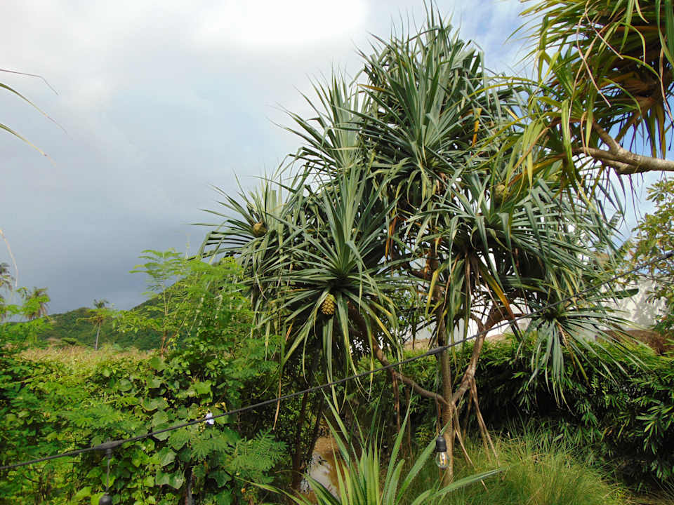 Gartenanlage Amber Lombok Beach Resort