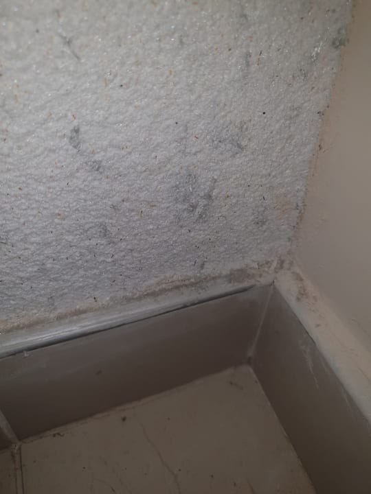 Zimmer Kamelya Aishen Club