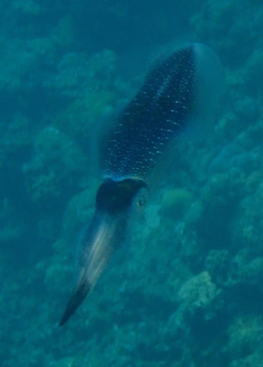 Schnorcheln Kuramathi Maldives