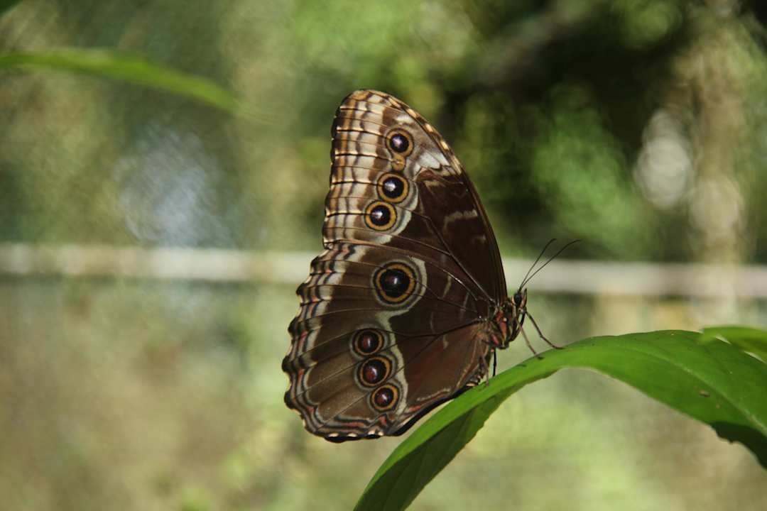 Schmetterling im Volarium Hotel Oasis Fortuna