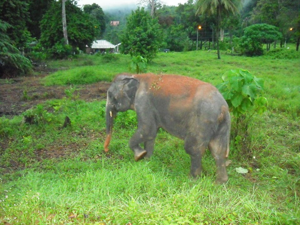 Elefanten laufen fast bis vorm Hotel The Briza Beach Resort Khaolak