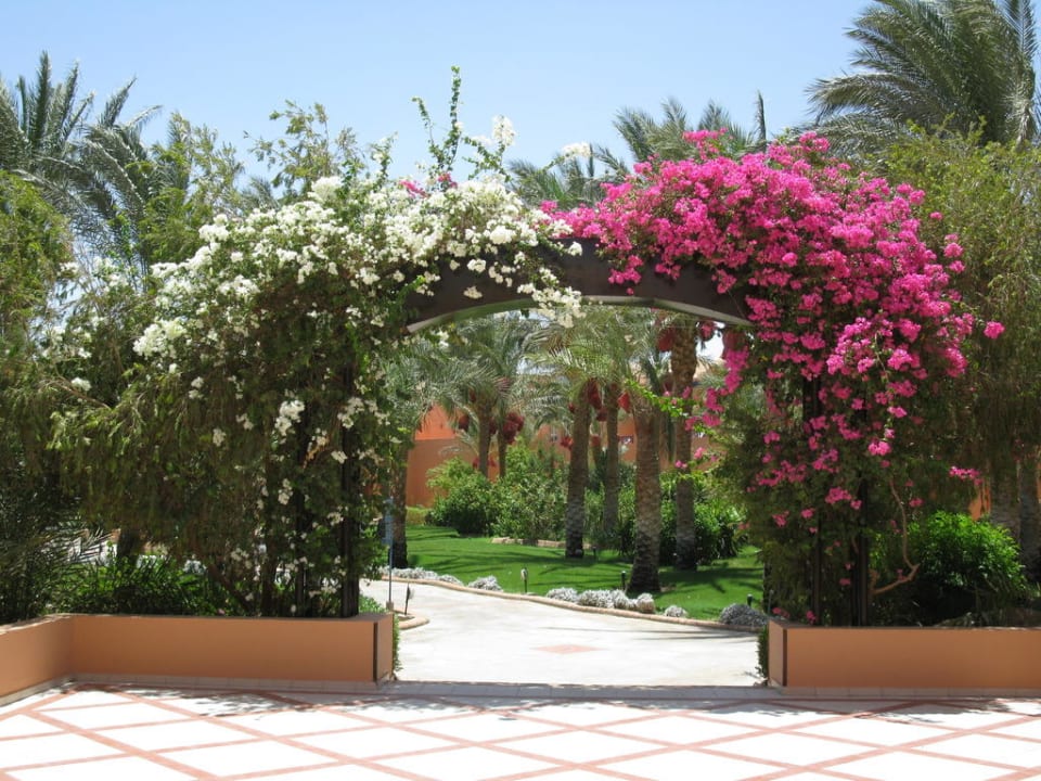 Garten Jaz Makadi Oasis Resort