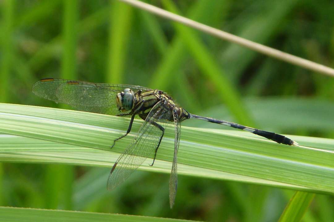 Libelle Hibiscus Garden Hotel