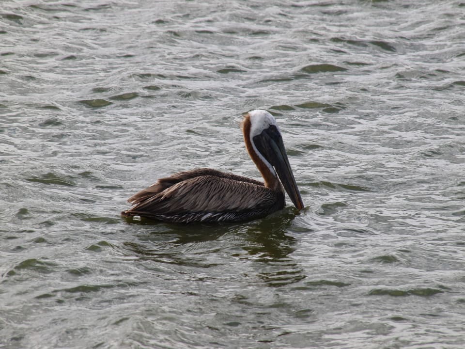 Pelikan Blue Bay Lodges - Sunny Curacao