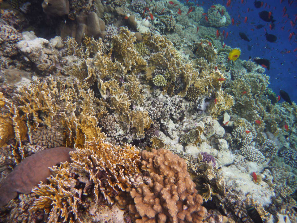 Schnorcheln am Riff Pickalbatros Sands Hotel - Port Ghalib