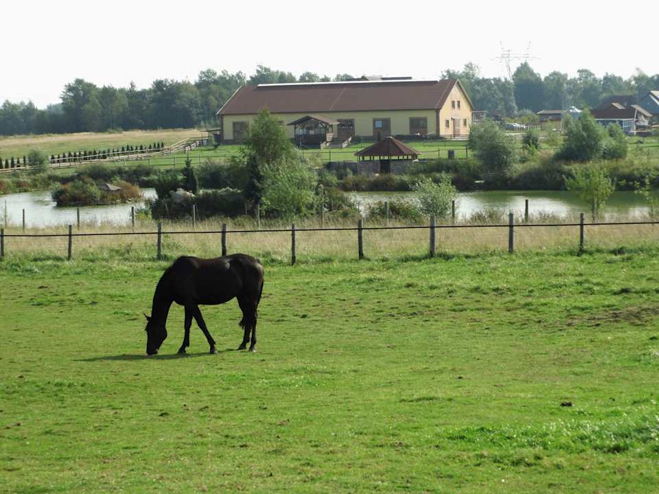 Die freiflächige Pferdekoppel Hotel Rancho Ponderosa