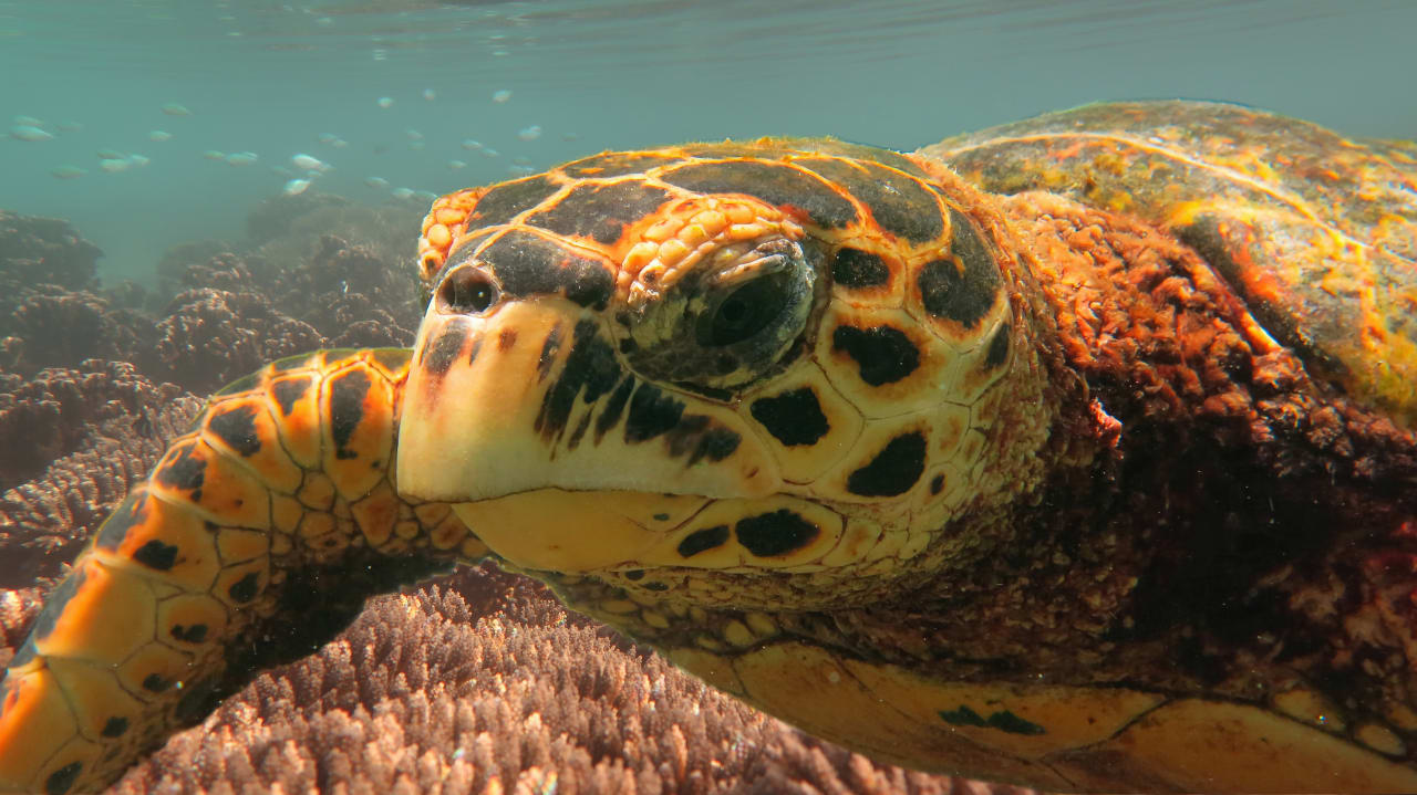 Sport & Freizeit Shandrani Beachcomber Resort & Spa