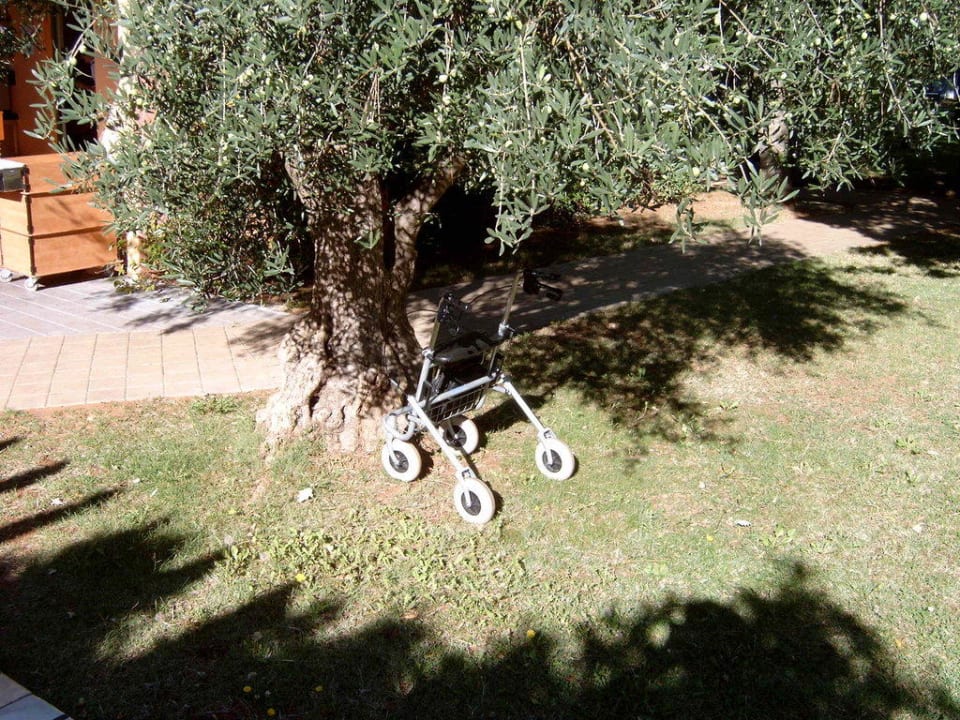 Oliven-Parkplatz Hotel Aurora Plava Laguna