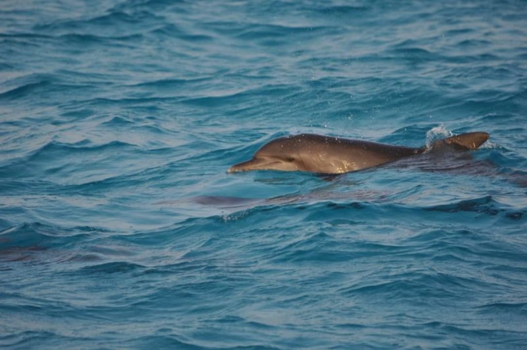 Delphin Meeru Maldives Resort Island