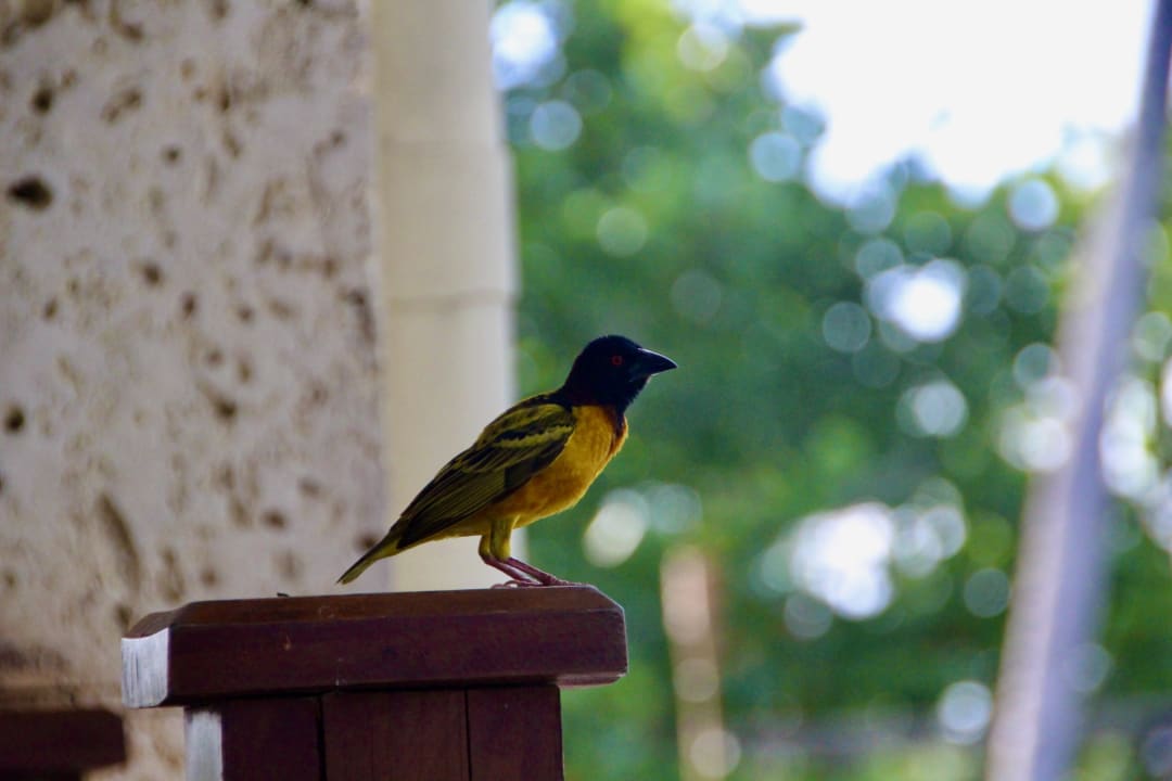 Sonstiges Dreams La Romana Resort & Spa