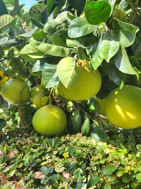 Gartenanlage Can Garden Beach