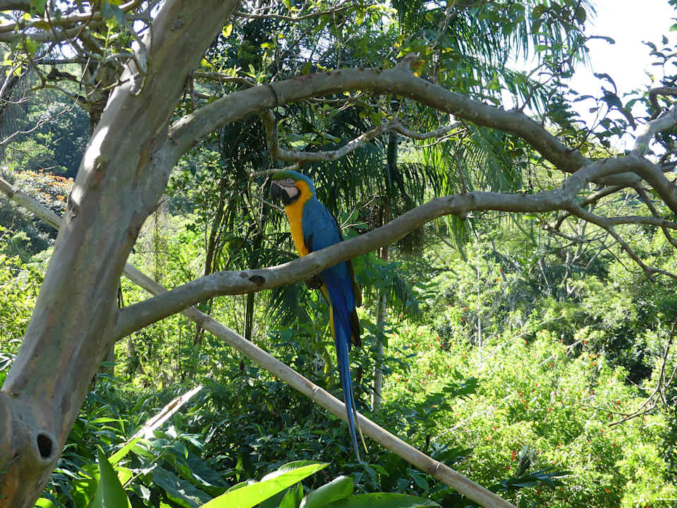 Haus-Ara Hotel Pousada Sitio dos Tucanos