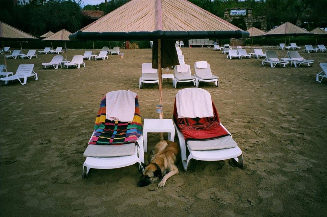 Die Liegen gut bewacht Hotel Defne Garden
