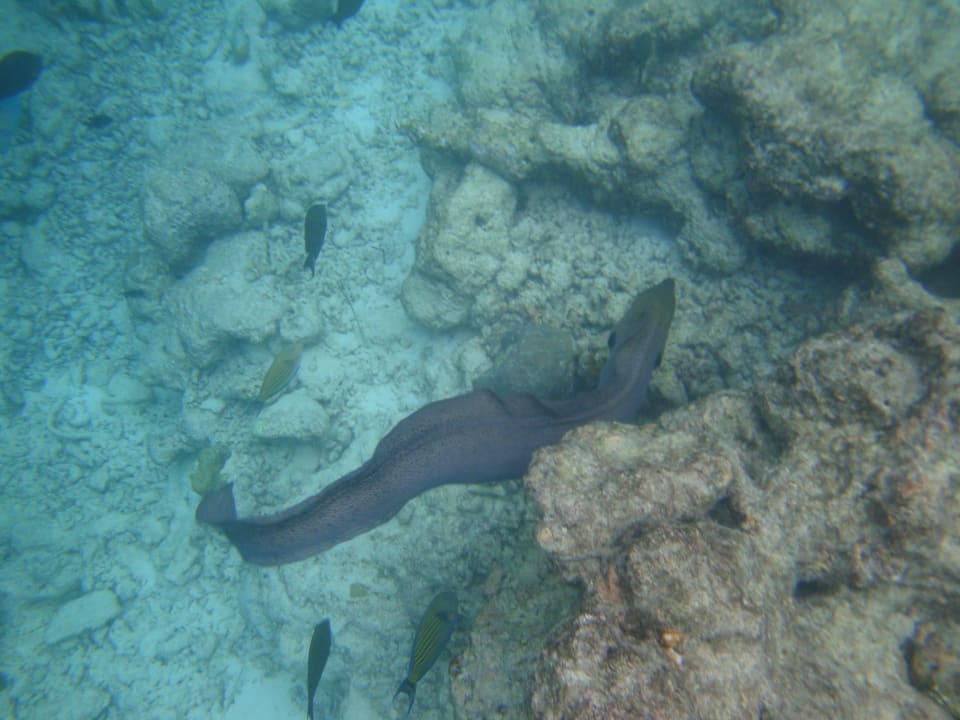 Riesenmuräne Adaaran Select Hudhuran Fushi - Premium All Inclusive