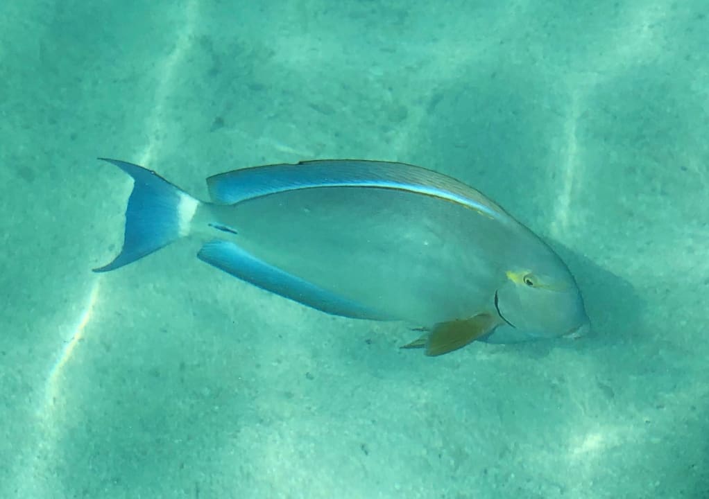 Strand Summer Island Maldives